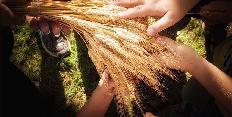 un-pacco-per-la-vita-grano