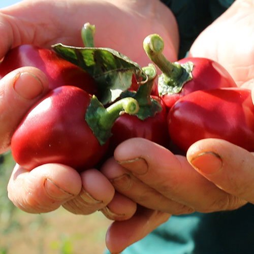 mano-peperoncino